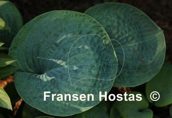 Hosta Kiwi Forest